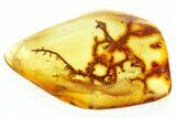 Detailed Fossil Lichen Twig in Baltic Amber #352803-1